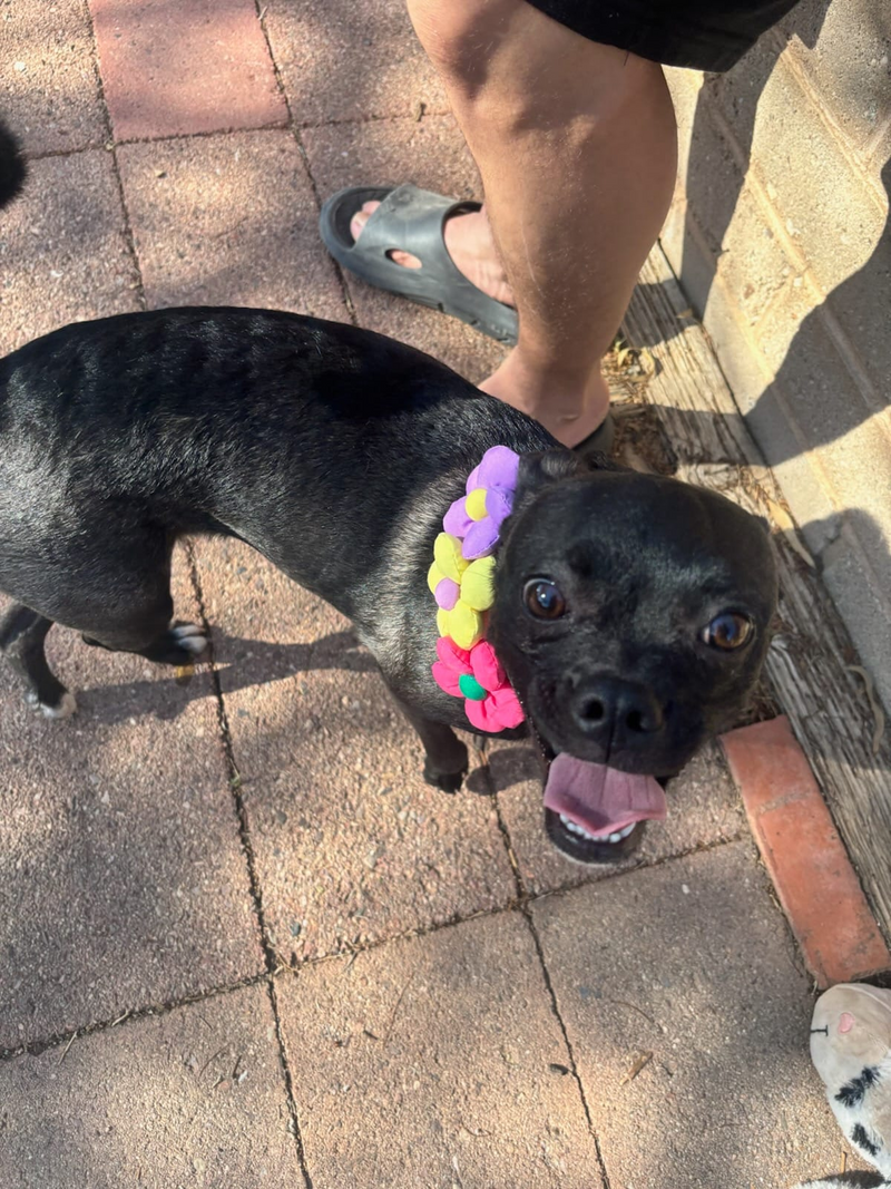Multicolor Floral Collar